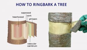 How do you kill a tree? | 3 Ways (Fast & Slow Methods)