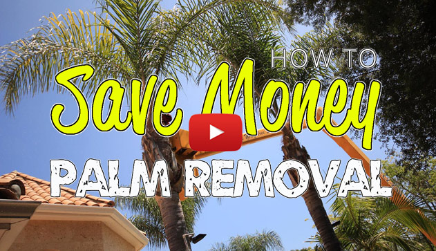 How Much Does Palm Tree Removal Cost Price Guide With Examples