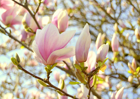 Can magnolia trees bloom twice