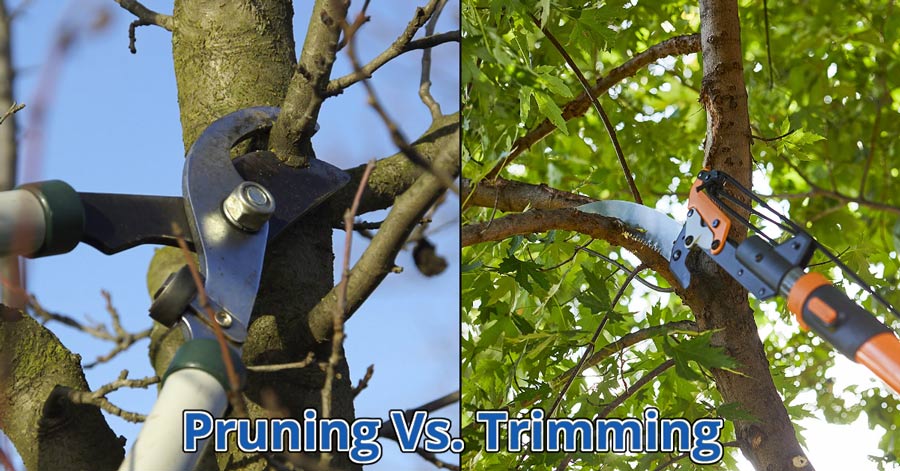 Is tree pruning the as trimming? | Whats the difference? (Examples..)