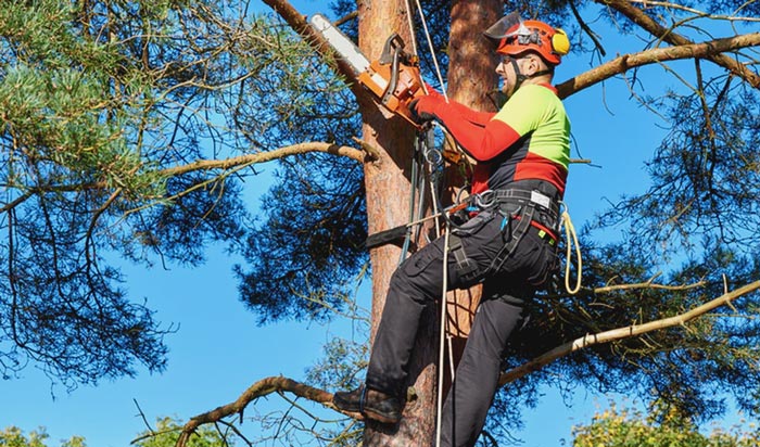 Tree removal permit aurora2