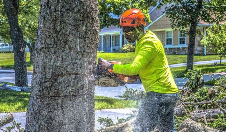 people-who-cut-down-trees-what-are-they-called