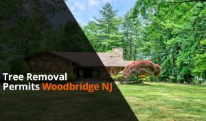 Tree Removal Law's & Permit Woodbridge Township NJ ...