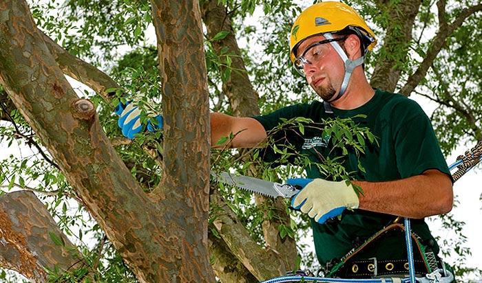 Tree Company in Woodbridge, VA & Northern Virginia - 4-CO Tree Service