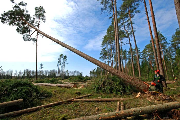 How Much To Cut Down A Pine Tree My Heart Lives Here