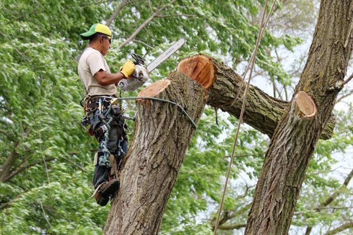 Penalty For Cutting Trees Without A Permit | Min. & Max. Fines