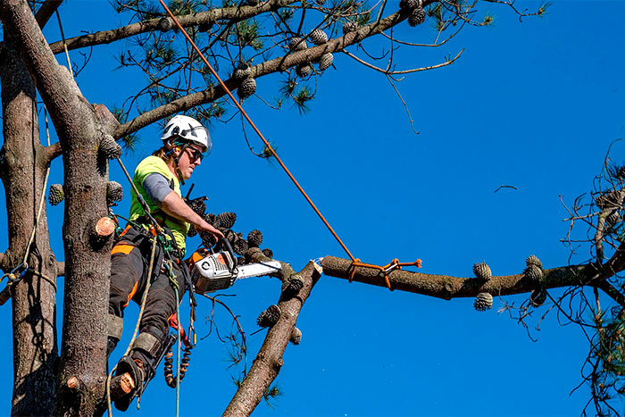 do-tree-branches-grow-back-after-cutting-it-s-depends