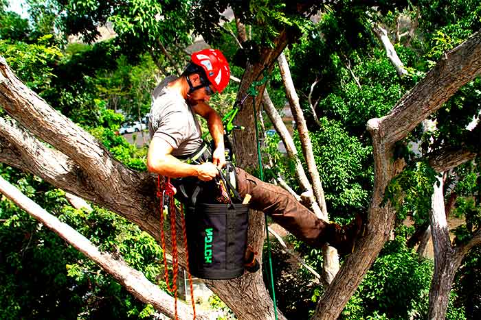 what-is-a-tree-arborist-2021-guide