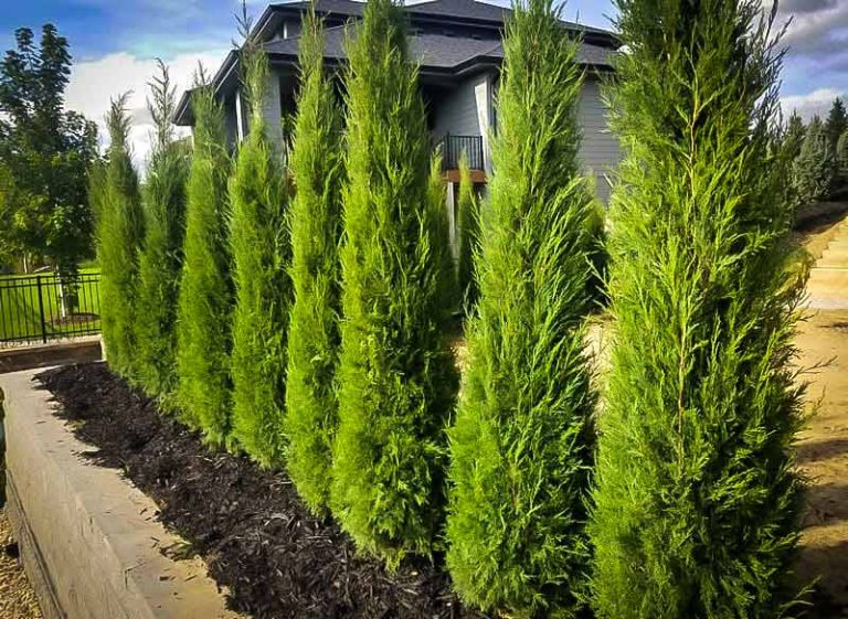 Which Evergreen Trees Grow the Fastest? Screening & Shade