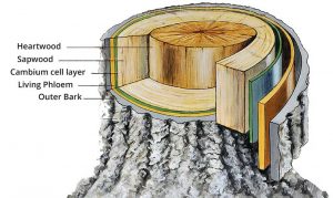 The Anatomy of a Tree - Parts & Layers | 2021 Guide