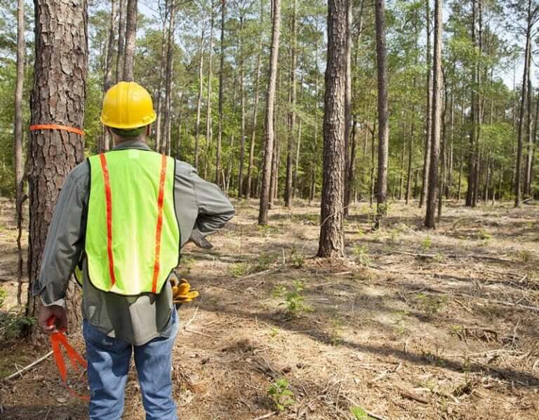 How Much Does It Cost To Get Land Cleared