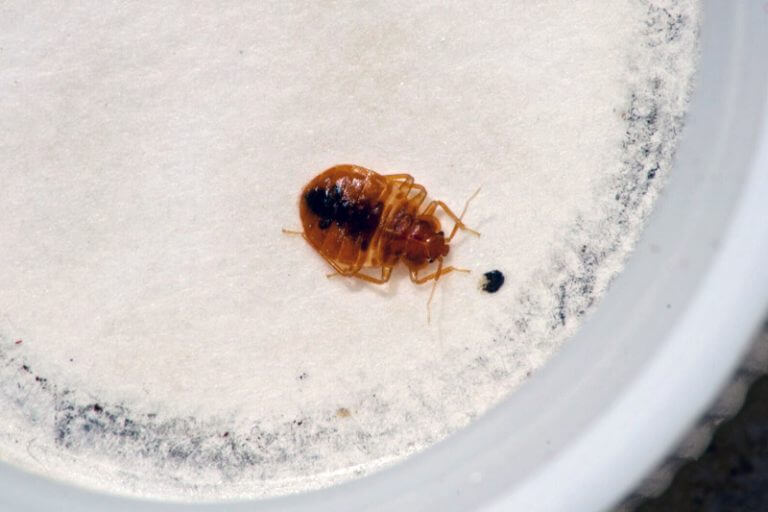 can bed bugs survive in sofa