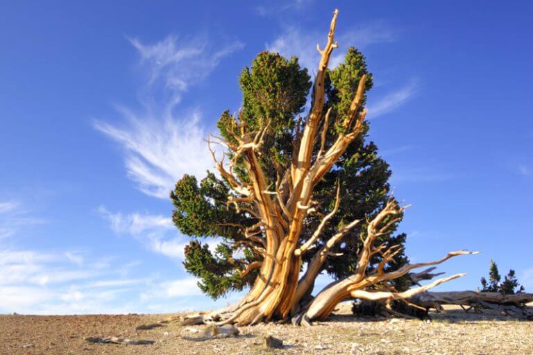 The 5 Oldest Trees In The World All 5000 Years 5249