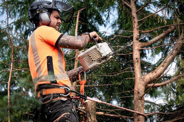 arborist-cost-per-hour-2024-price-guide-tree-trim-or-removal