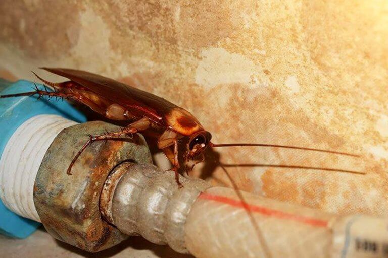 where-do-roaches-nest-how-to-locate-control-measures