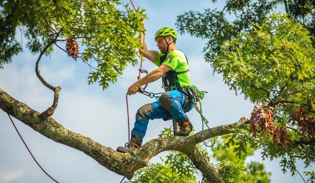 why-are-arborists-so-expensive-how-to-save-money