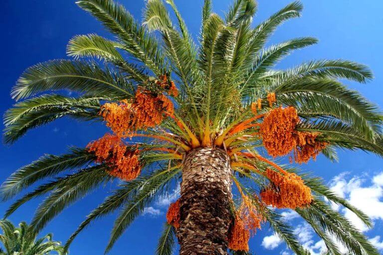 cost-to-trim-a-palm-tree-in-florida-price-guide-2023