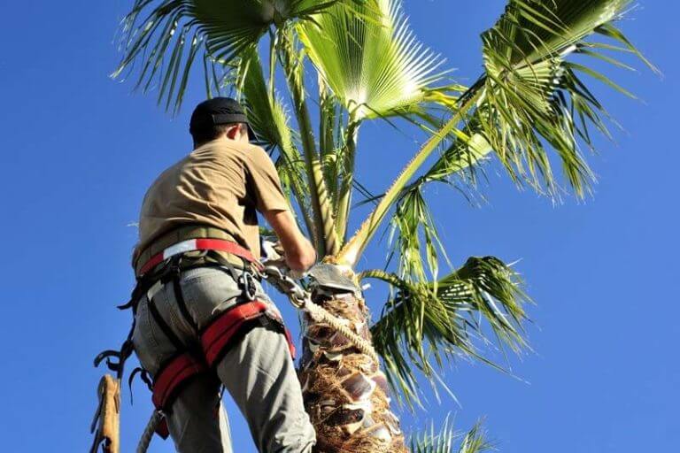 how-much-does-it-cost-to-trim-a-palm-tree-palm-beach-county-pro-tree