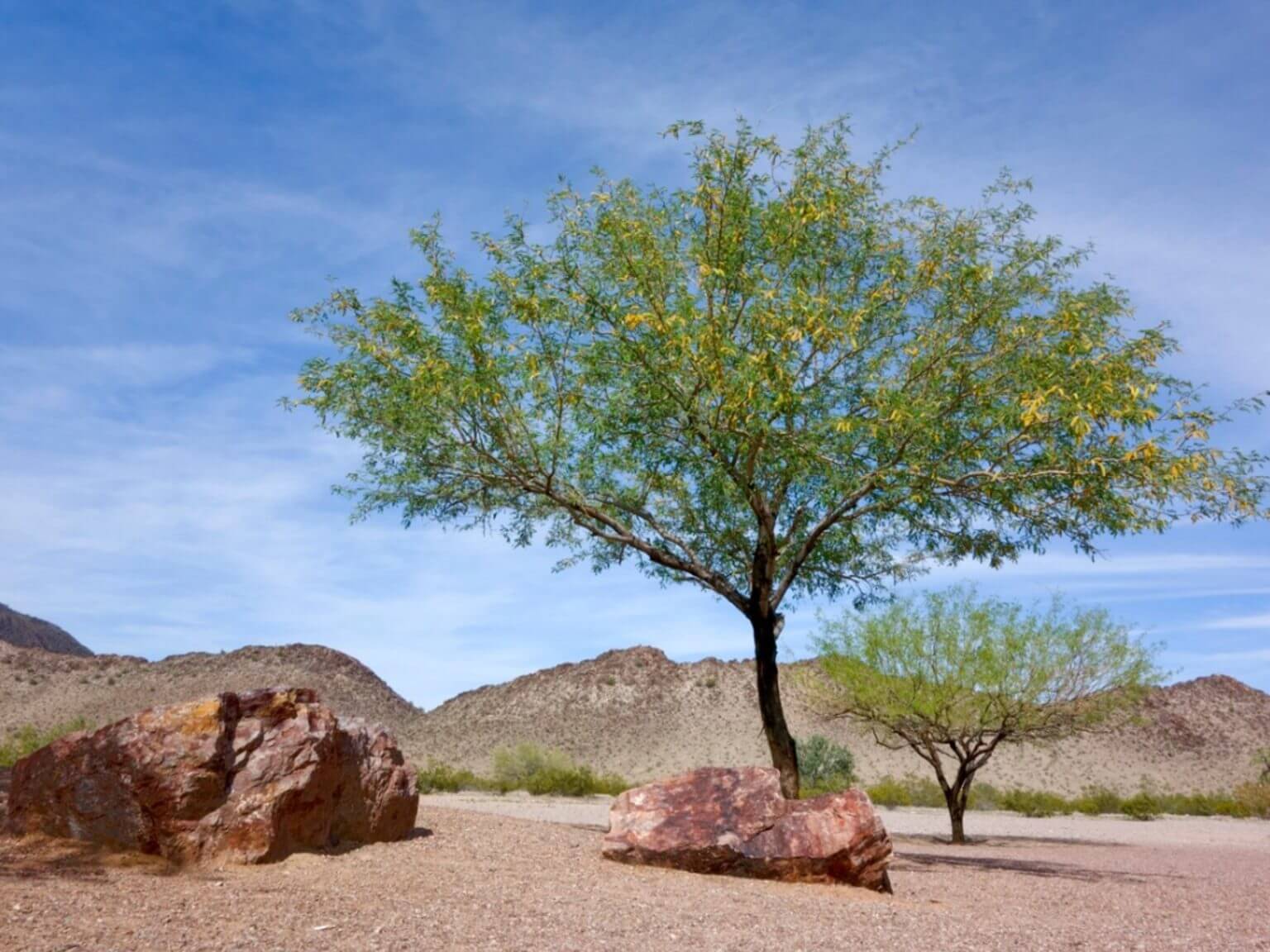 drought-tolerant-trees-for-arizona