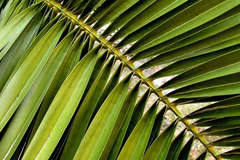 what-is-a-palm-frond