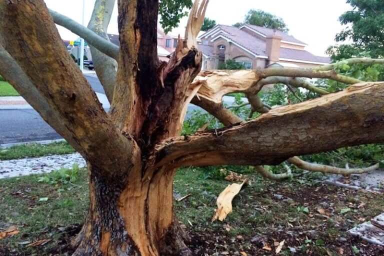 How Do You Fix A Tree Struck By Lightning 