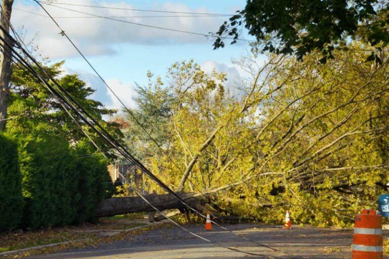 What To Do If A Tree Falls On Your Powerlines Action Checklist 8703