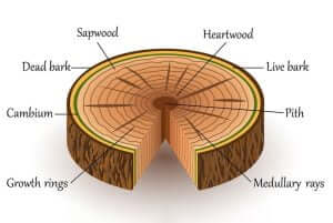 Parts of a Tree Trunk: Anatomy & Function