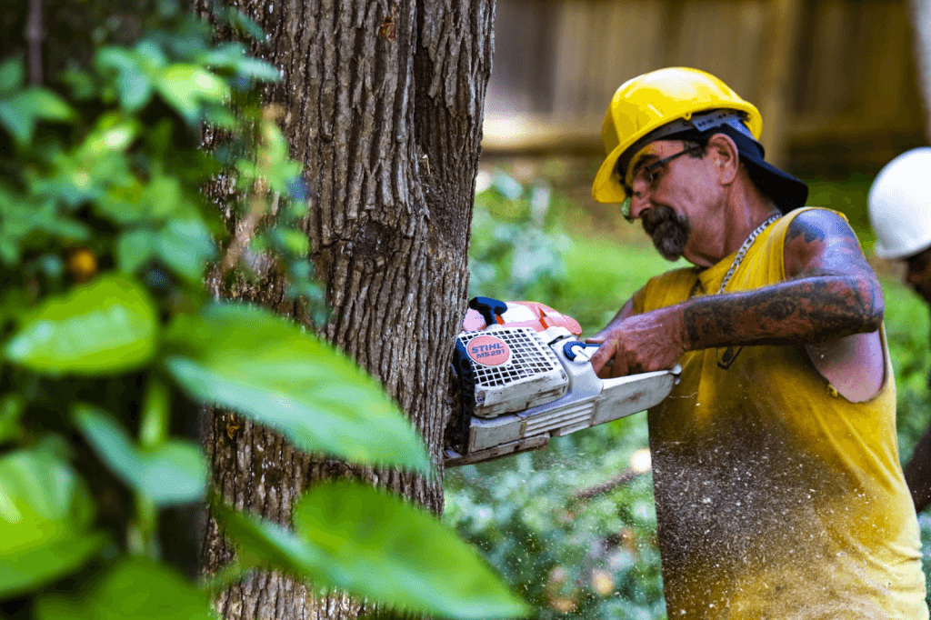 tree-removal-cost-in-orange-county-ca-2022-price-guide