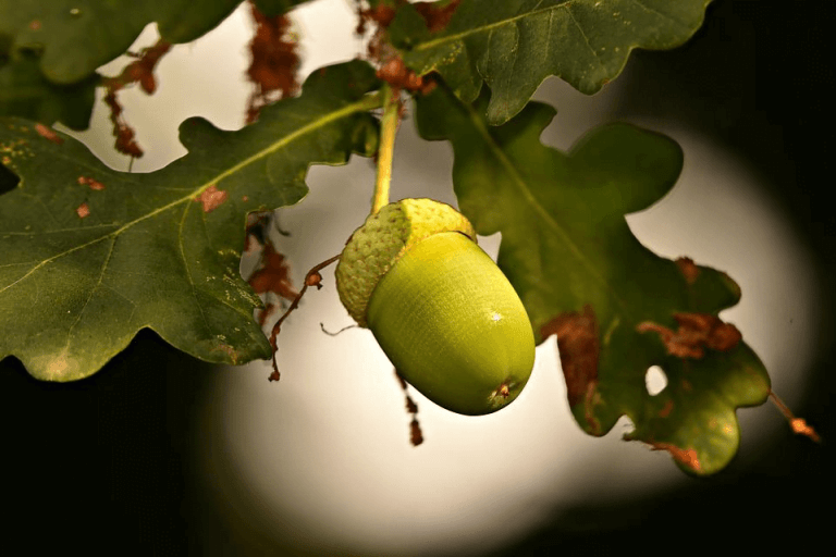 what-tree-does-an-acorn-come-from