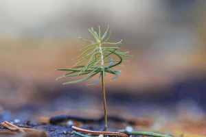 Do Trees Grow From the Top or Bottom?