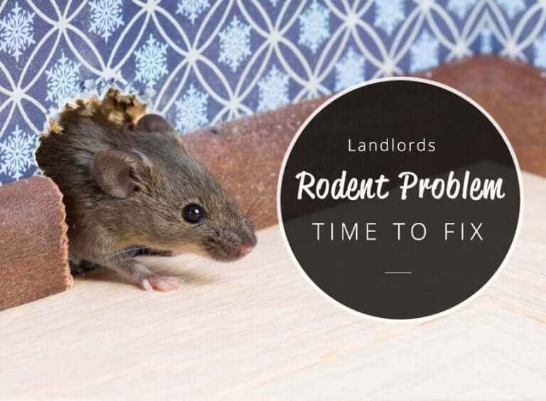 how-long-does-a-landlord-have-to-fix-a-rodent-problem