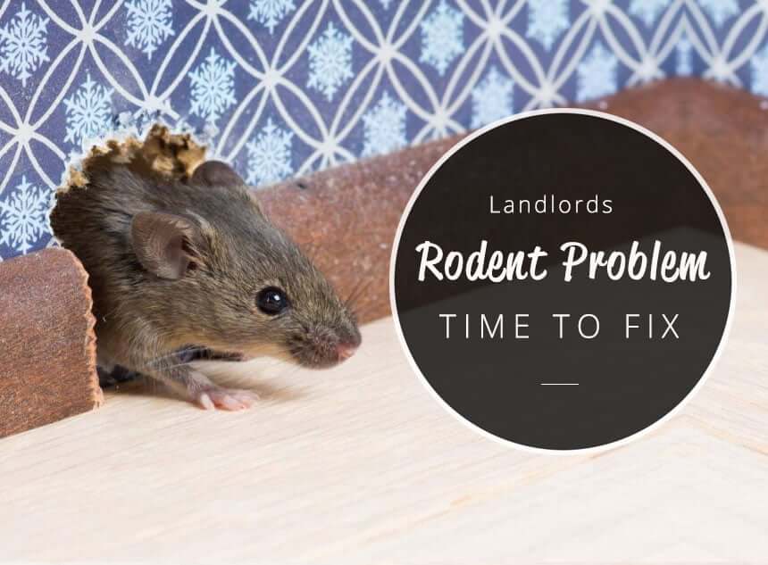 How Long Does A Landlord Have To Fix A Rodent Problem 