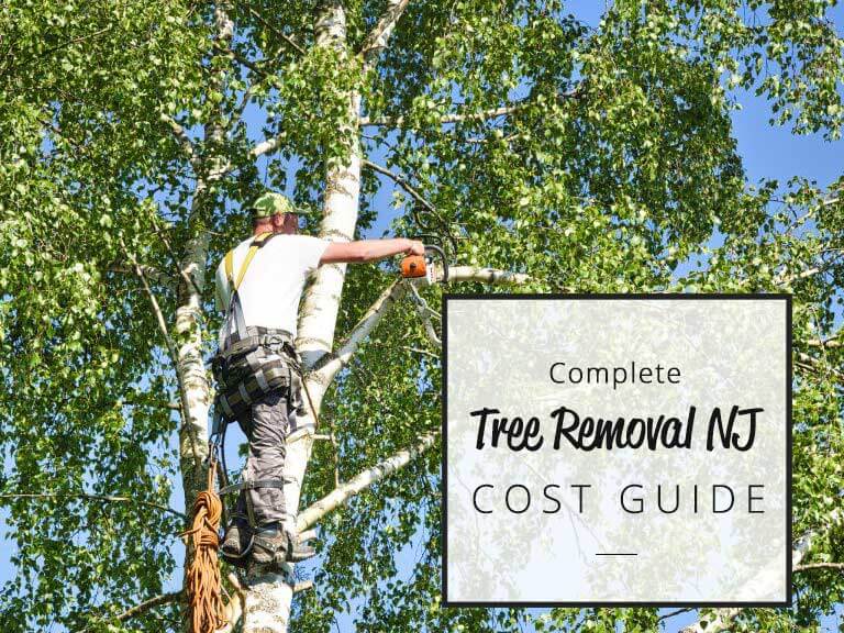 Cost to Remove a Tree in New Jersey 2024 Pricing Guide