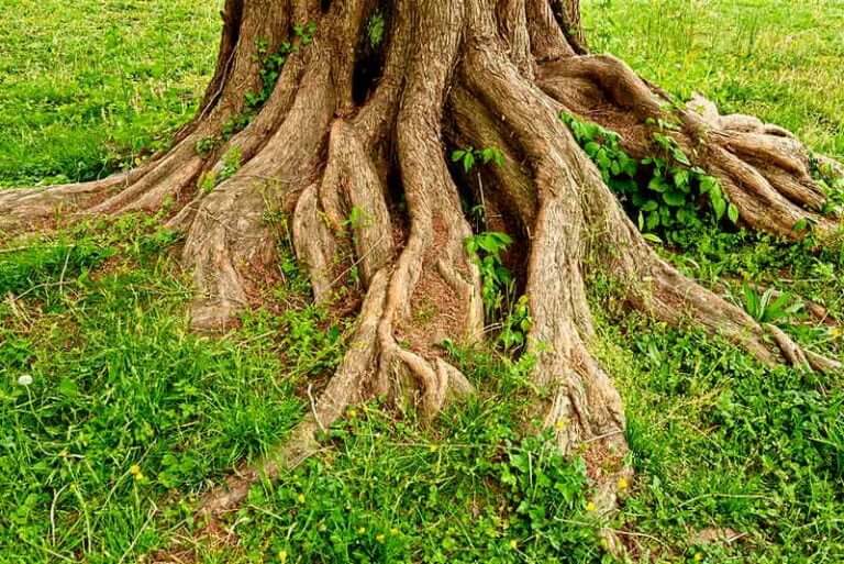 how-to-remove-tree-roots-from-the-ground