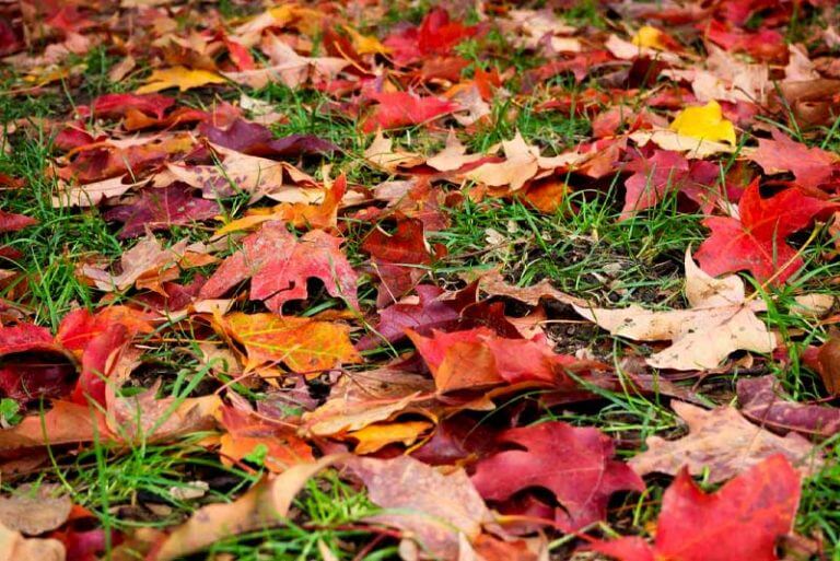 why-do-leaves-fall-in-autumn-solved