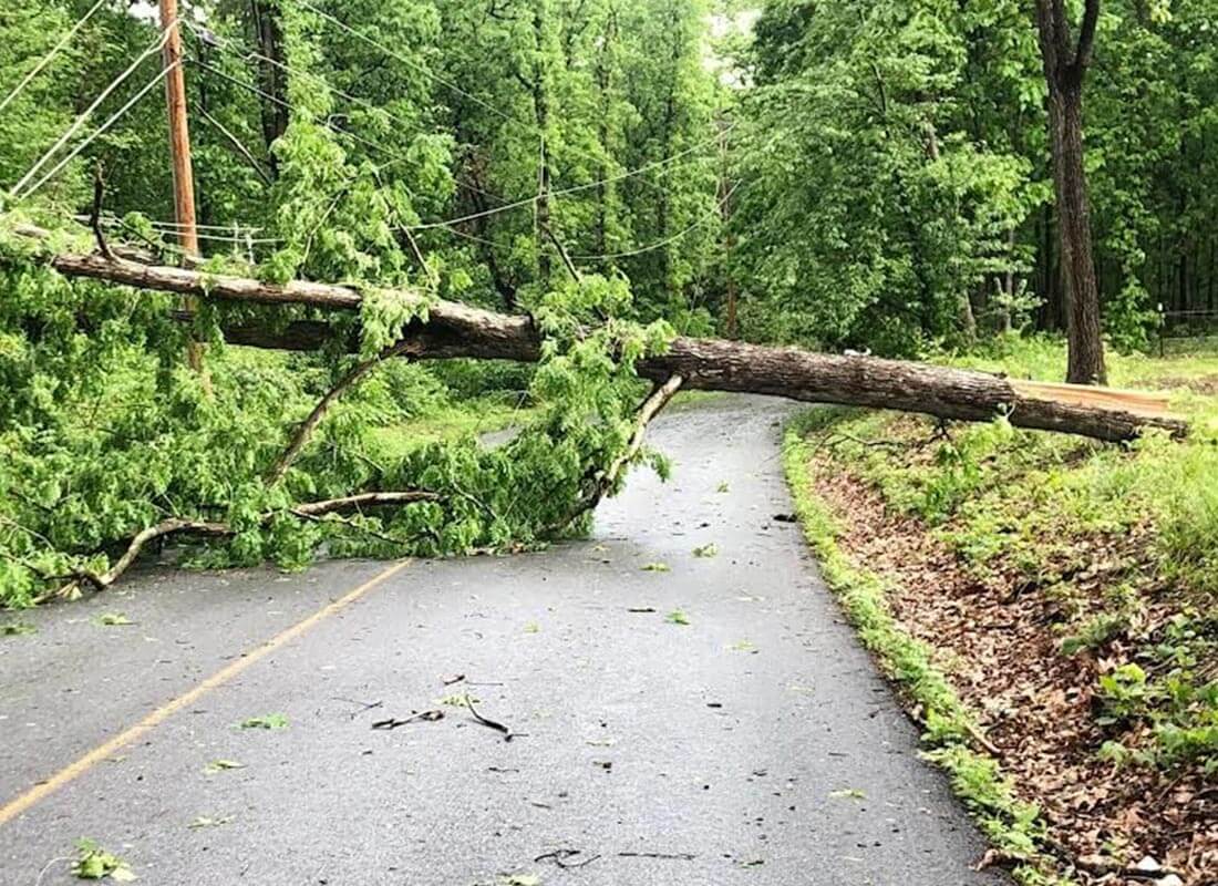 What should I do if tree falls on my power line