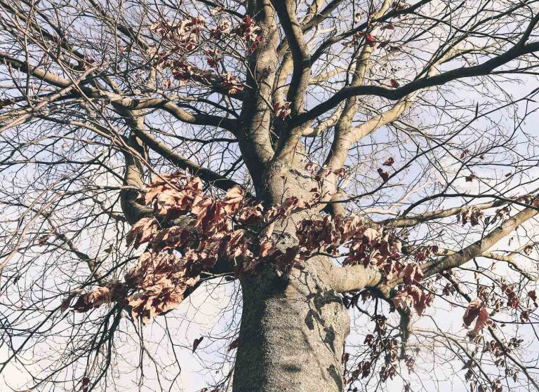 Why Do Trees Lose Their Leaves?