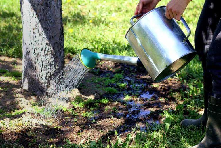 Watering 101: How Much To Water a New Tree - Tree Care Blog