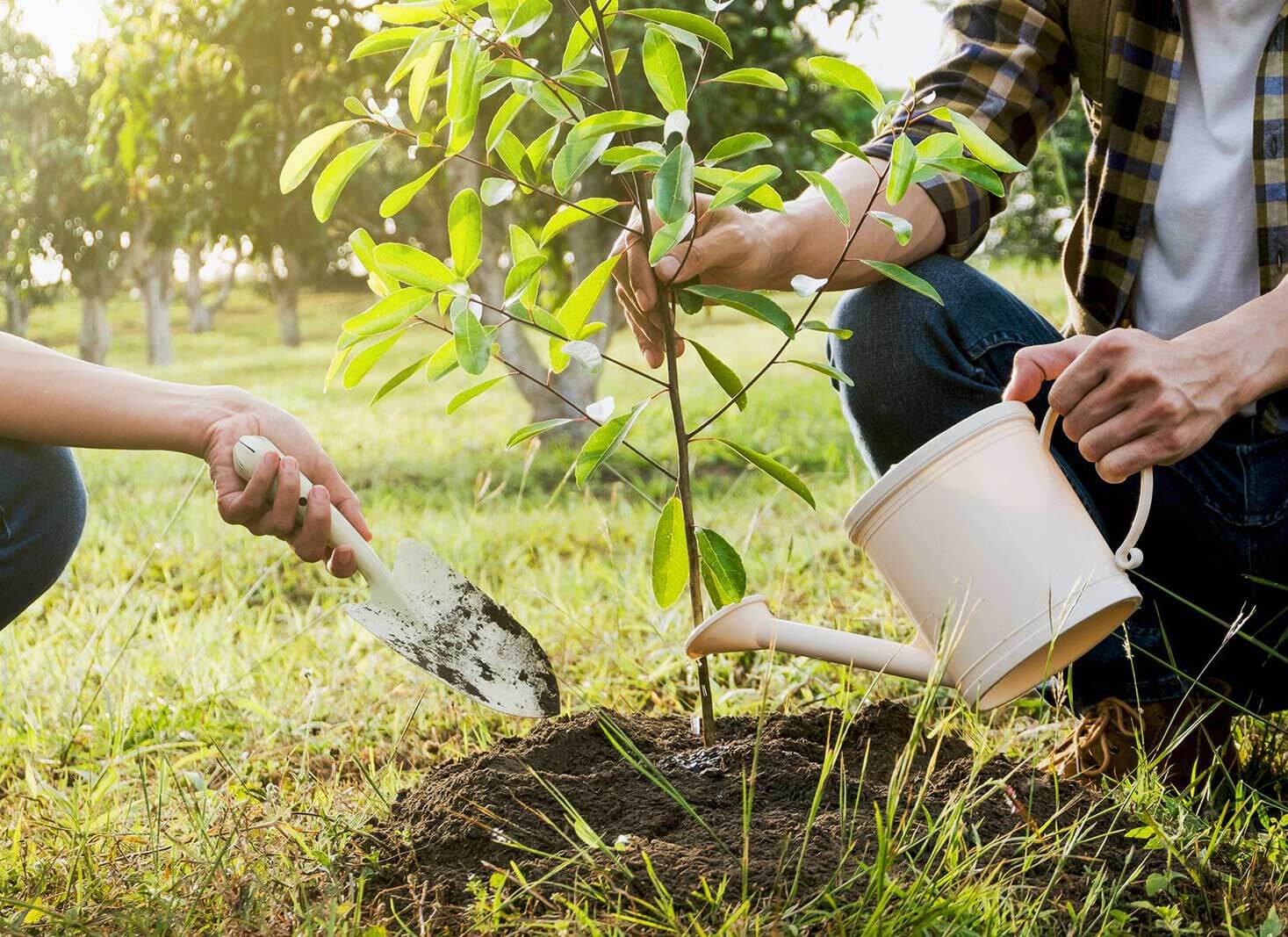 How to Plant a Tree the Right Way: A Step-by-Step Guide