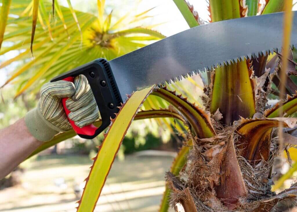 how-to-trim-a-palm-tree-expert-tips-for-pruning-maintenance