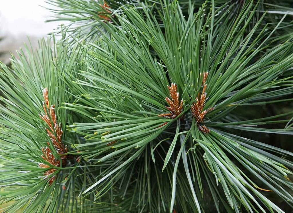 Types of Pine Trees: 2024 Identification Guide (New)