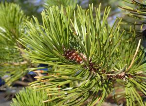 Types of Pine Trees: 2024 Identification Guide (New)