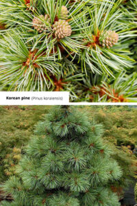 How Many Types of Pine Trees Are There?