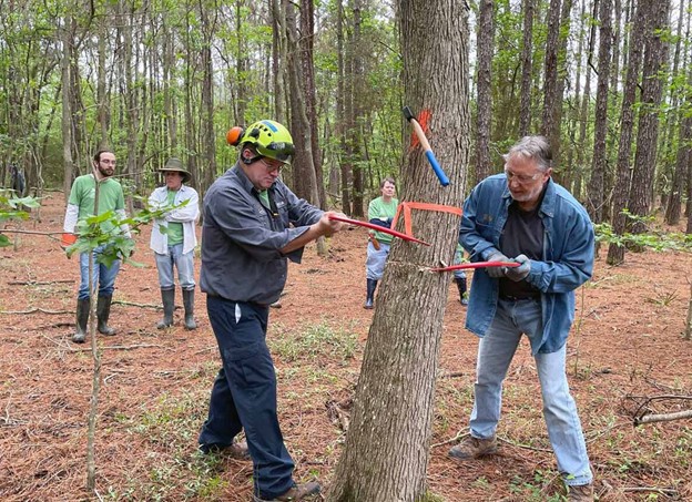 Additional Free Tree Removal Options