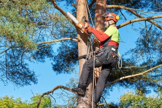 Free Tree Removal Assistance Programs