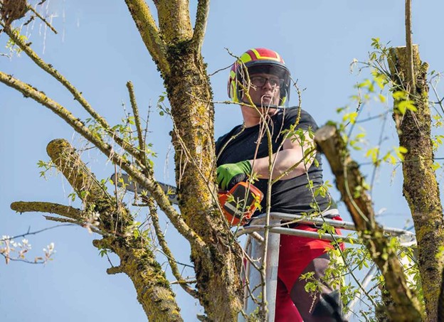 free tree removal services for veterans